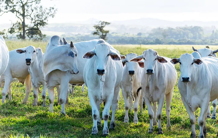 Carne bovina não deve ficar mais barata no Brasil após suspensão de exportações para a União Europeia