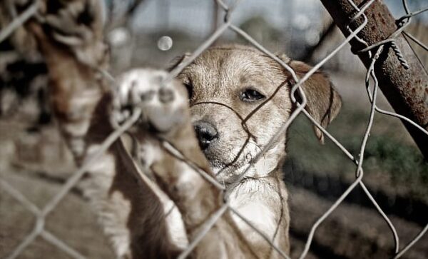 Moradores denunciam mortes suspeitas e possíveis maus-tratos contra animais na zona rural de Caetité